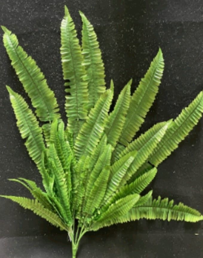 Helechos grandes de 37 hojas